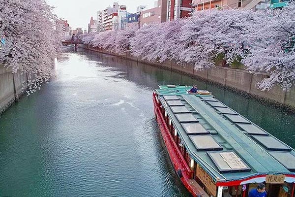 大岡川の桜