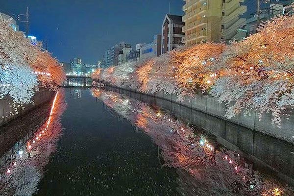 大岡川の桜