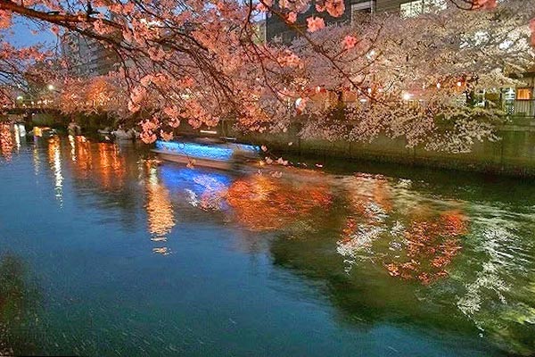 大岡川の桜