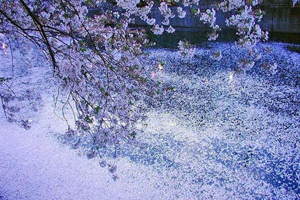 大岡川の桜